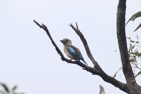 Blauflügelkookaburra (Haubenliest)