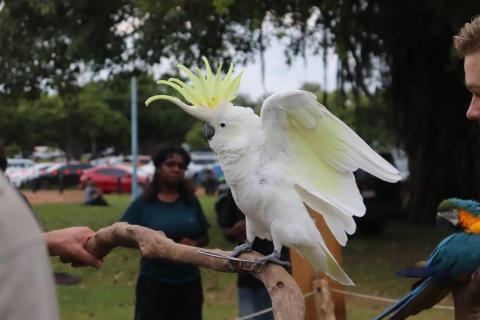 Gelbhaubenkakadu