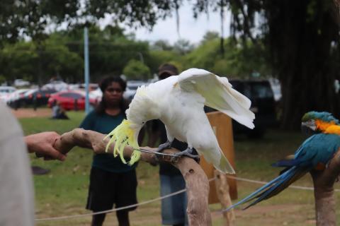 Gelbhaubenkakadu