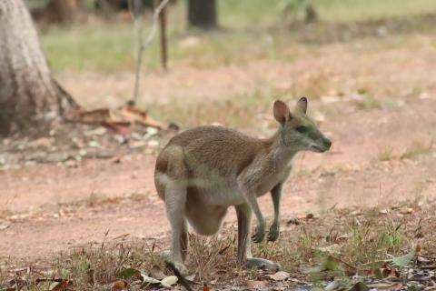 Flinkwallaby