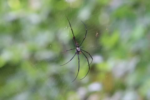 Nephila pilipes (Seidenspinne)