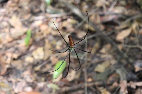 Nephila pilipes (Seidenspinne)