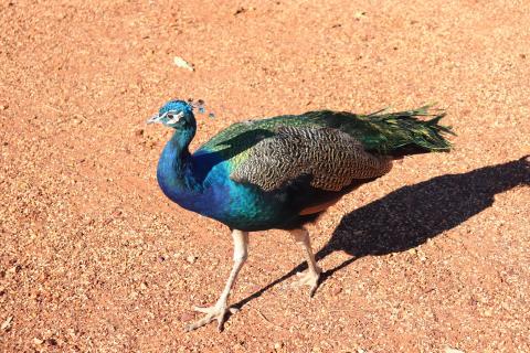 Blauer Pfau