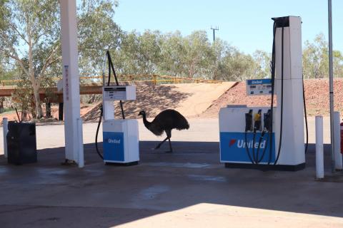 Ein Emu will tanken