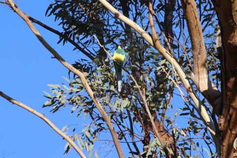 Ringsittich (Port Lincoln-Sittich)