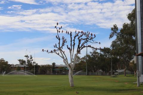 Ein Kakadu-Baum