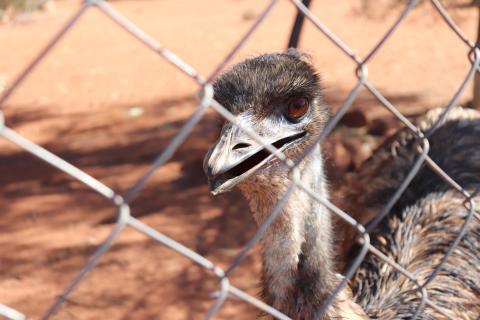 Emu