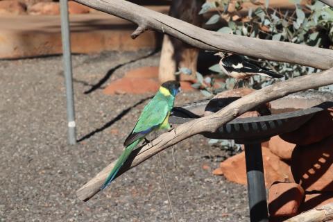 Ringsittich (Port Lincoln Parrot)