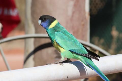 Ringsittich (Port Lincoln Parrot)