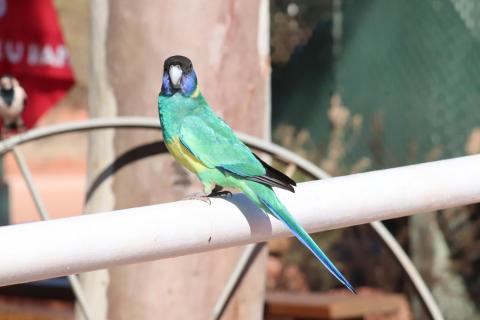 Ringsittich (Port Lincoln Parrot)