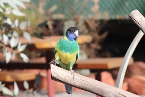 Ringsittich (Port Lincoln Parrot)