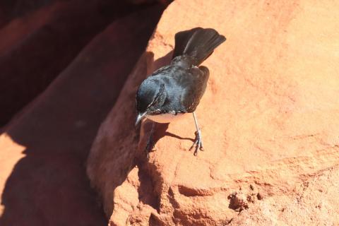 Gartenfächerschwanz (Willy Wagtail)