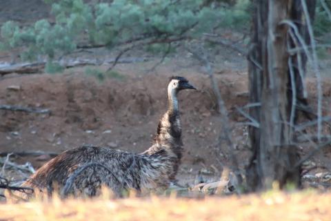 Emu