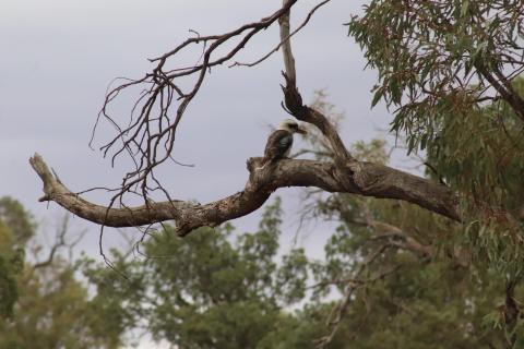 Kookaburra