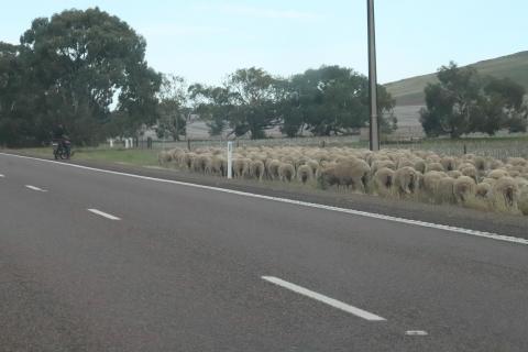 Schafe hüten mit dem Motorrad