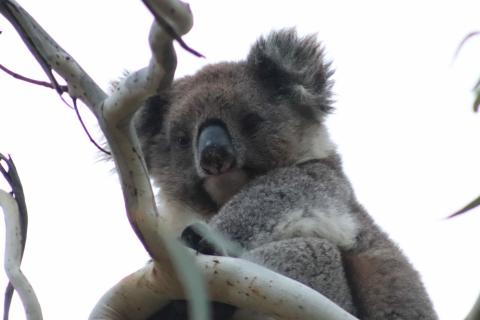 Koala 🐨