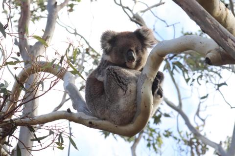 Koala 🐨