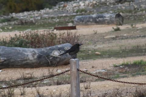 Schwarzer Currawong