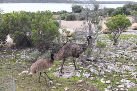 Emu