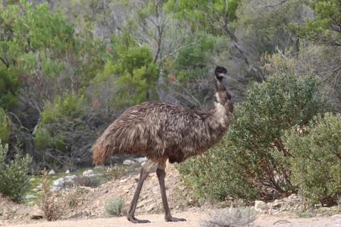 Emu