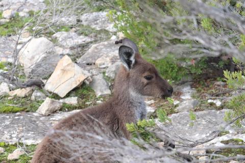 Westliches graues Riesenkänguru