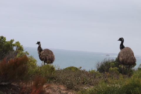 Emus