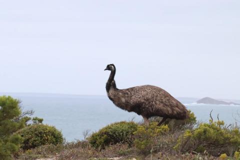 Emu