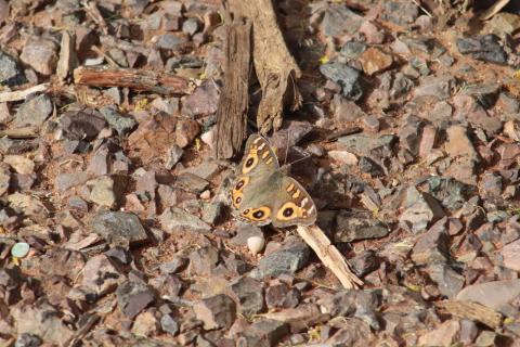 Junonia villida