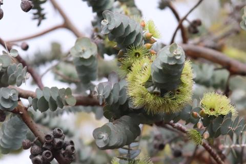 Eukalyptus kruseana