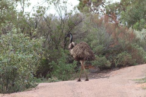 Emu