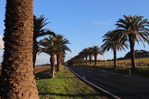 Barossa Valley