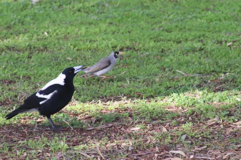 Flötenvogel und Weißstirn-Schmatzvogel