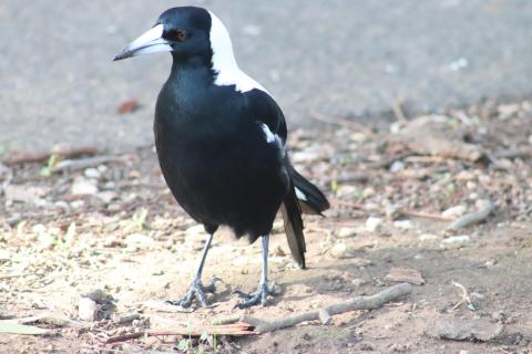 Flötenvogel