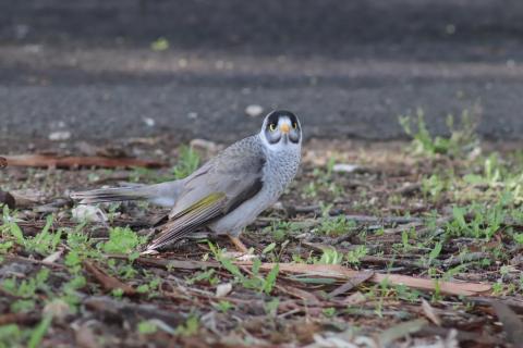 Weißstirn-Schmatzvogel