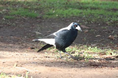 Flötenvogel